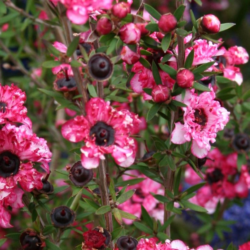 Leptospermum scoparium Coral Candy - Manuka (Flowering)