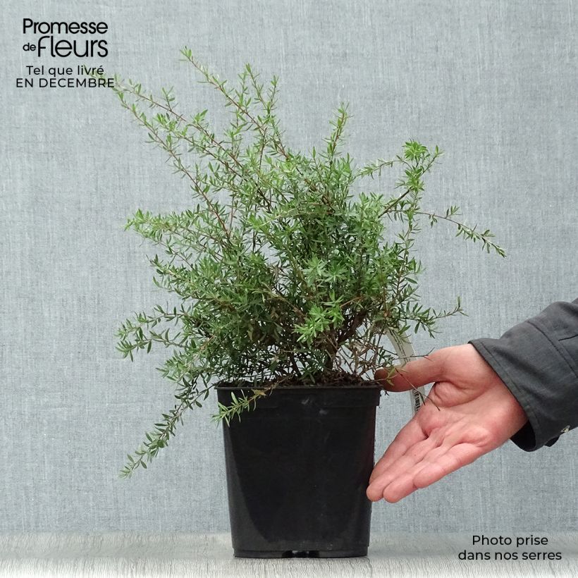 Example of Leptospermum Coral candy - Arbre à thé Pot van 2 l/3 l as you get in hiver