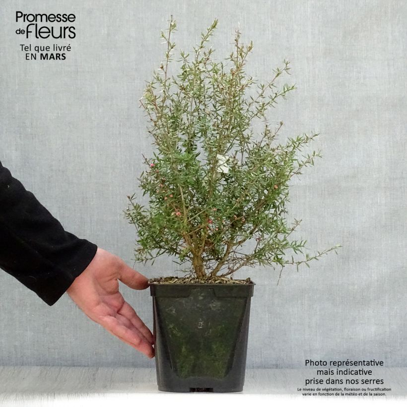 Exemplaar van Leptospermum scoparium Coral Candy - Manuka Pot van 2 l/3 l zoals geleverd in de lente