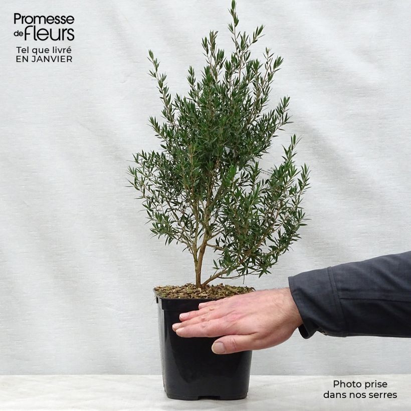 Example of Leptospermum Karo Pearl Star - Arbre à thé Pot van 2 l/3 l as you get in hiver