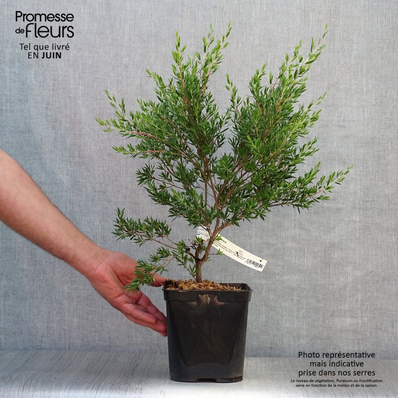 Exemplaar van Leptospermum Karo Pearl Star - Wollige theeplant Pot van 2 l/3 l zoals geleverd in de zomer