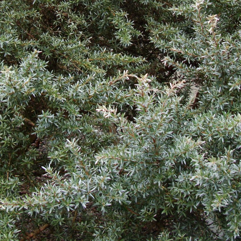 Leptospermum lanigerum Silver Sheen - Wollige theeplant (Foliage)