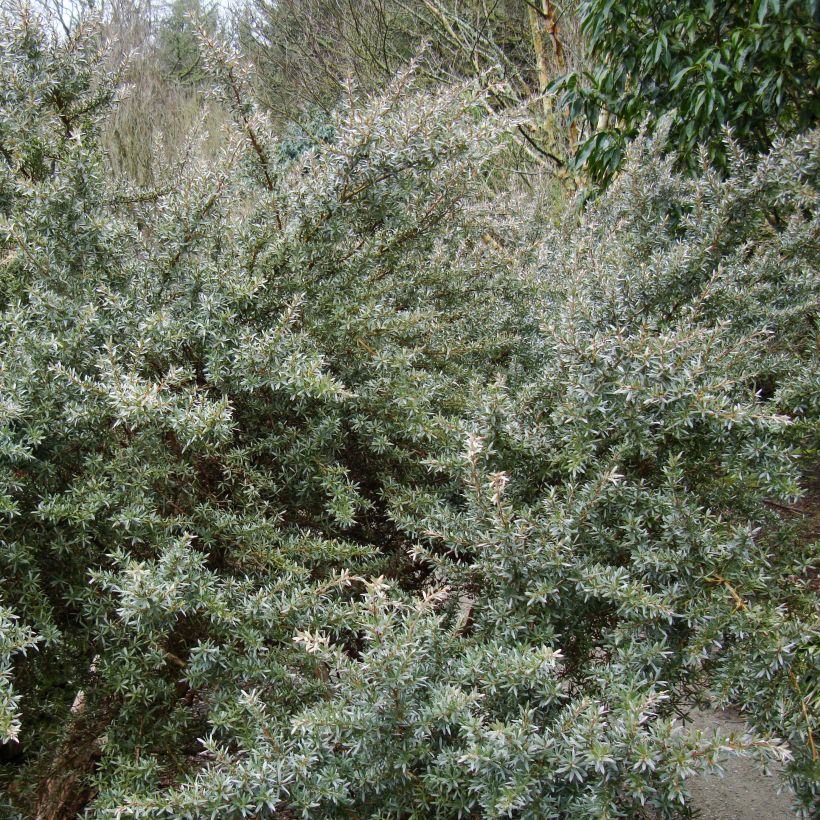 Leptospermum lanigerum Silver Sheen - Wollige theeplant (Plant habit)