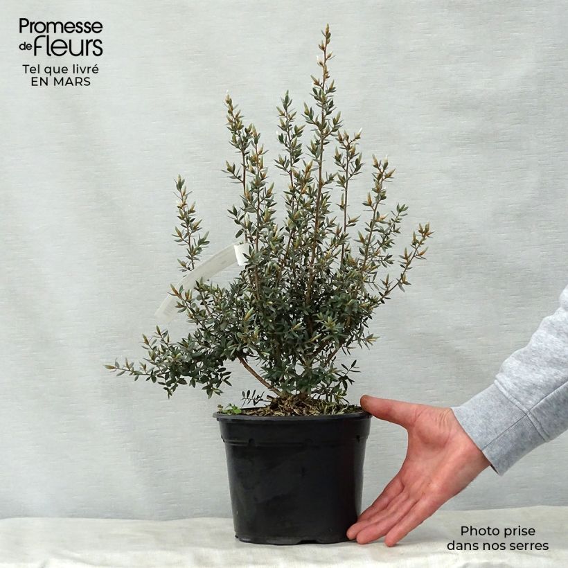 Exemplaar van Leptospermum lanigerum Silver Sheen - Wollige theeplant Pot van 2 l/3 l zoals geleverd in de lente
