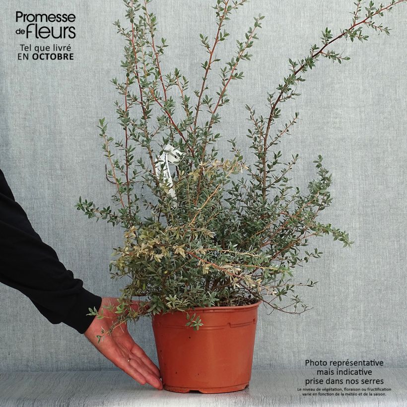 Exemplaar van Leptospermum lanigerum Silver Sheen - Wollige theeplant Pot van 2 l/3 l zoals geleverd in de herfst