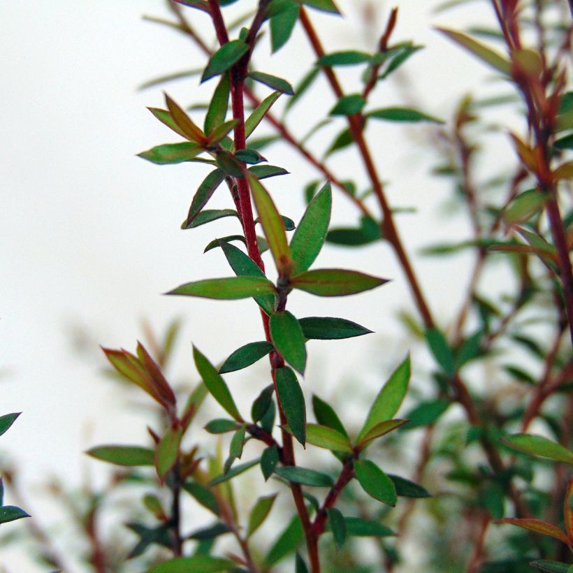 Leptospermum scoparium Wiri Kerry - Manuka (Foliage)