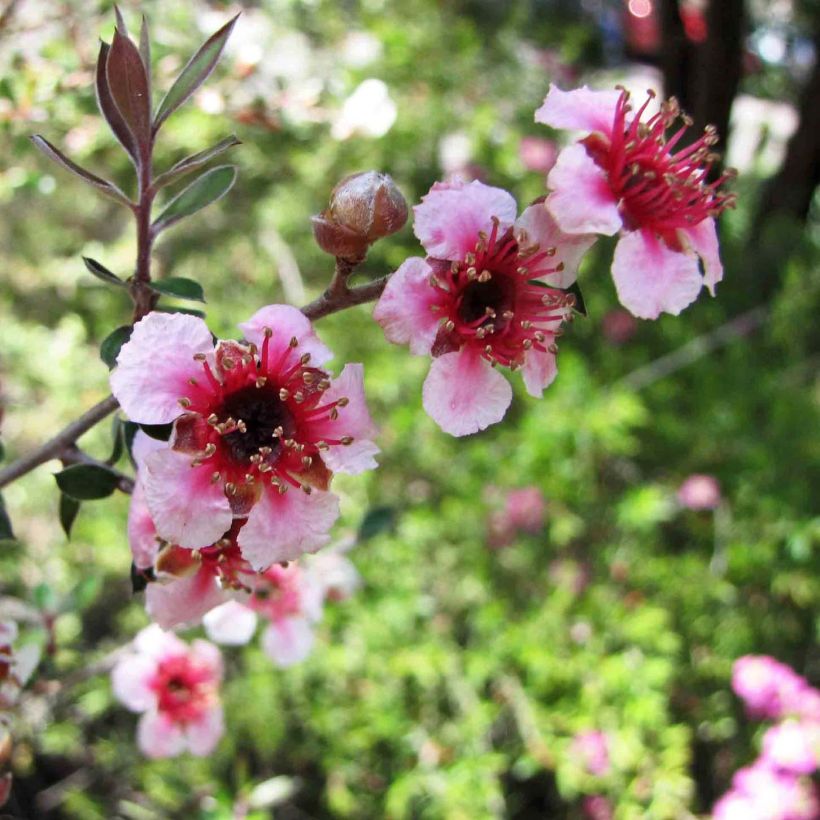 Leptospermum lanigerum Mesmer Eyes - Wollige theeplant (Flowering)