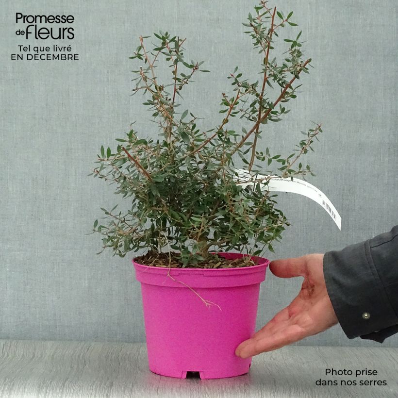 Example of Leptospermum lanigerum Mesmer Eyes - Arbre à thé Pot van 2 l/3 l as you get in hiver