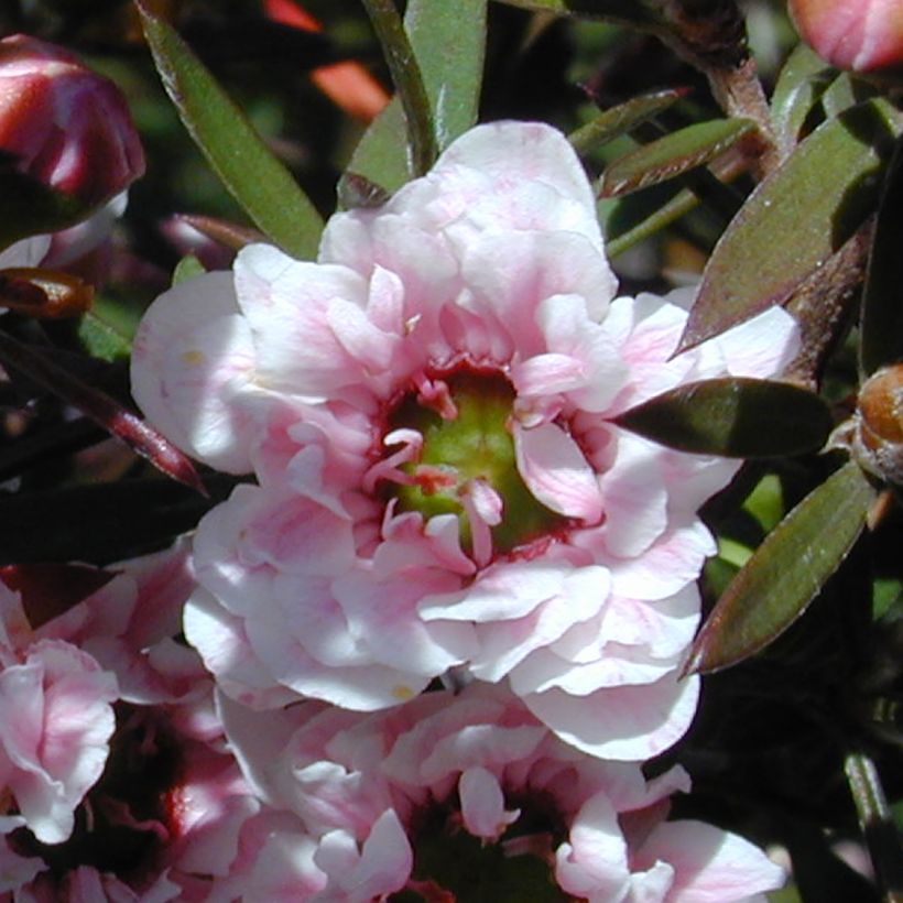 Leptospermum scoparium Apple Blossom - Manuka (Flowering)