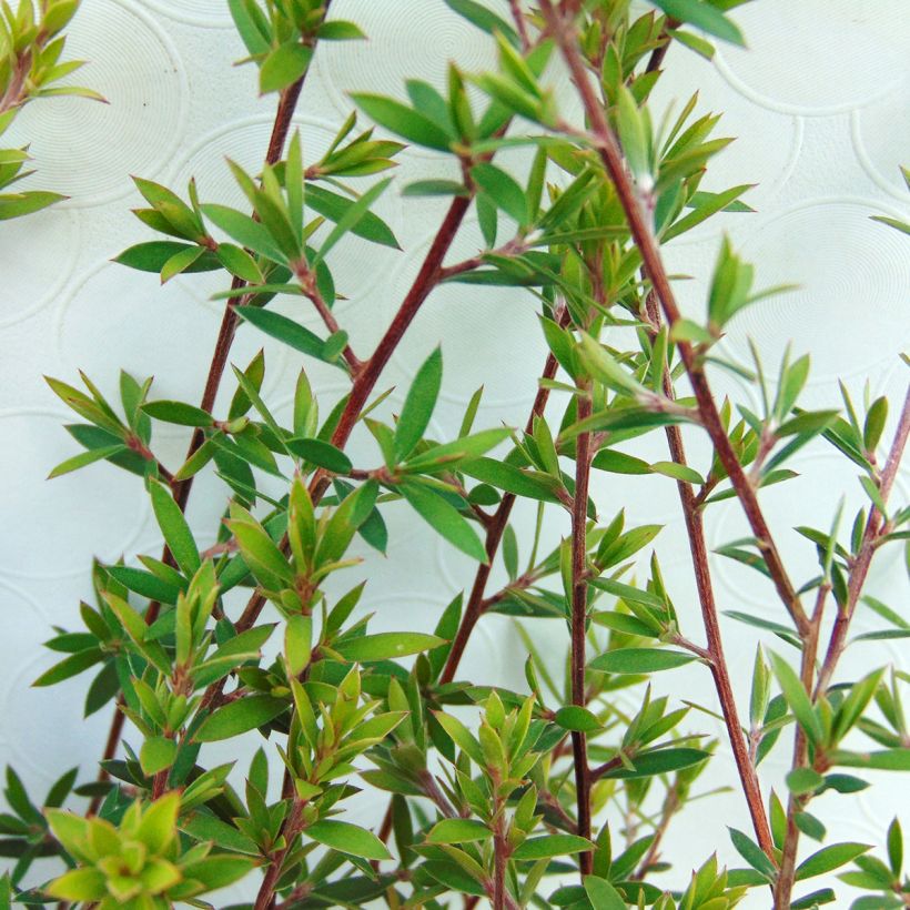 Leptospermum scoparium Wit - Manuka (Foliage)