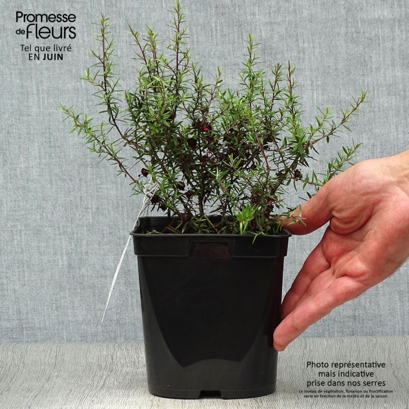 Exemplaar van Leptospermum scoparium Crimson Glory - Manuka Pot van 3 l/4 l zoals geleverd in de zomer