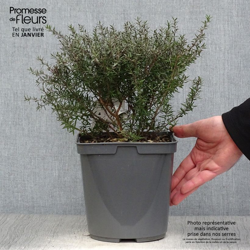 Example of Leptospermum scoparium Crimson Glory - Arbre à thé de Nouvelle-Zélande Pot van 3 l/4 l as you get in hiver