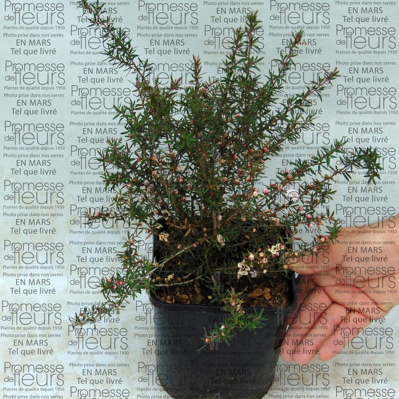 Example of Leptospermum scoparium Jubilee - Arbre à thé Pot van 2 l/3 l as you get