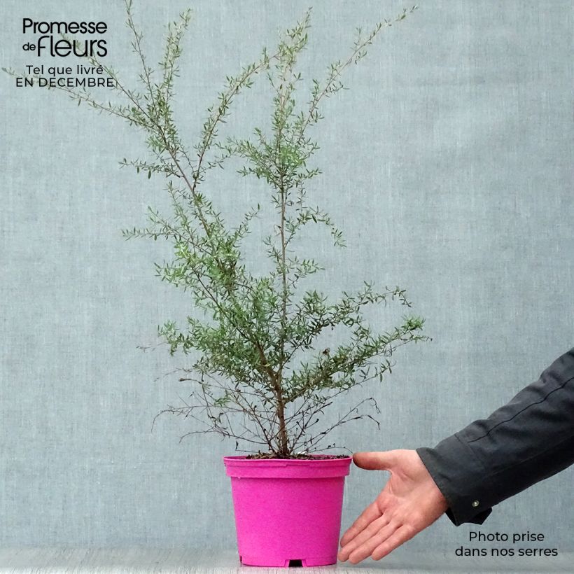 Example of Leptospermum  scoparium Martini - Arbre à thé Pot van 2 l/3 l as you get in hiver