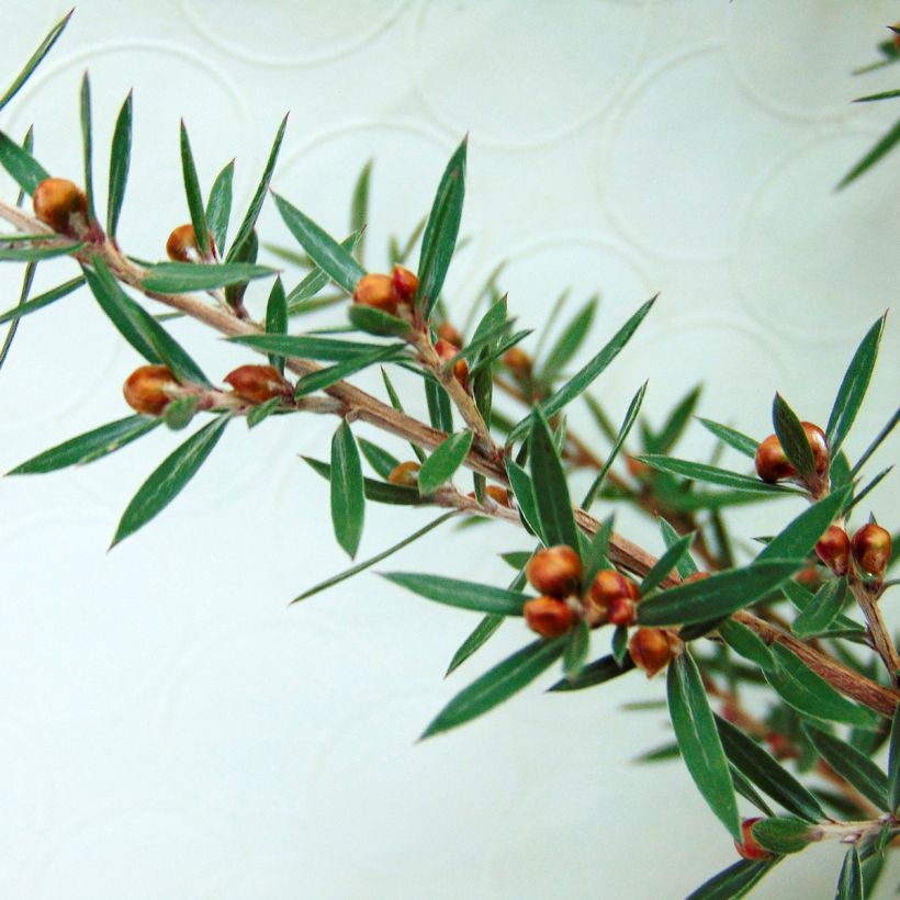 Leptospermum scoparium Martini - Manuka (Foliage)