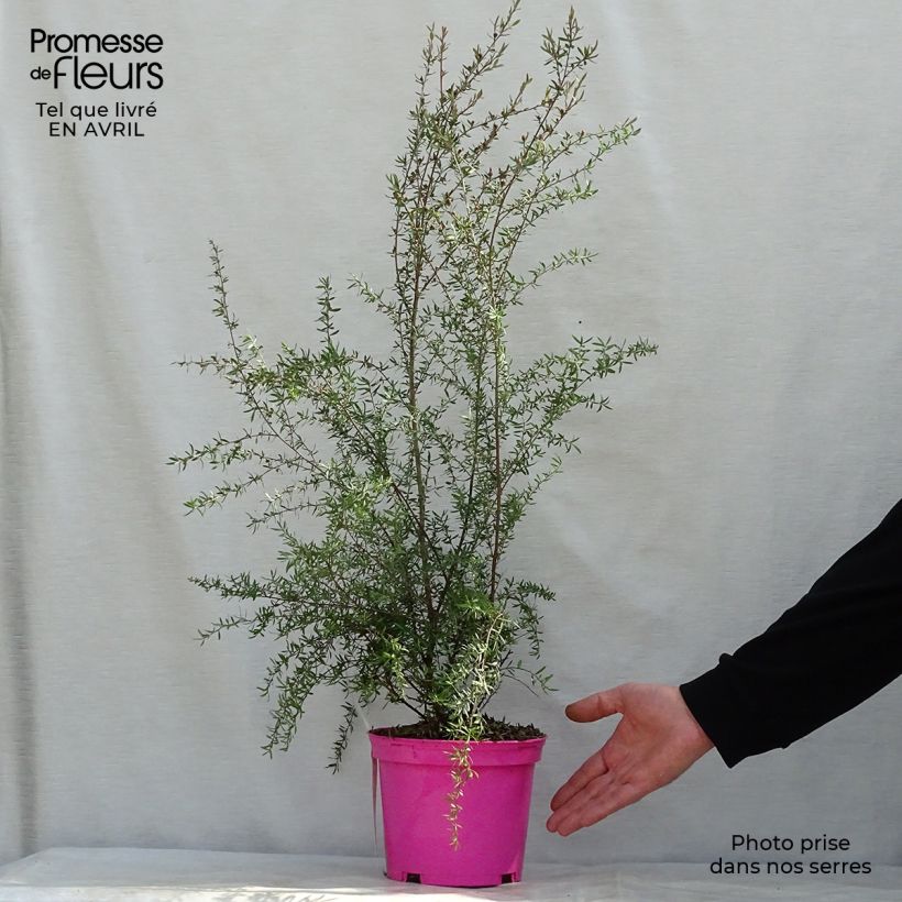 Exemplaar van Leptospermum scoparium Martini - Manuka Pot van 2 l/3 l zoals geleverd in de lente