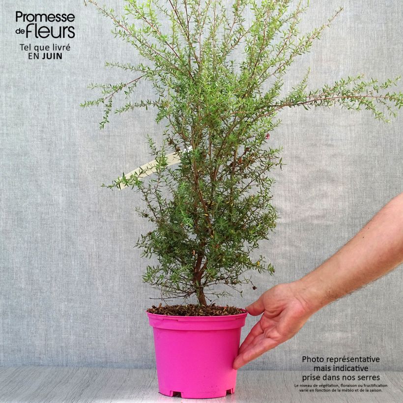 Exemplaar van Leptospermum scoparium Martini - Manuka Pot van 2 l/3 l zoals geleverd in de zomer