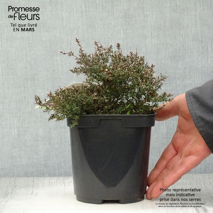 Exemplaar van Leptospermum scoparium Nanum Kiwi - Manuka Pot van 2 l/3 l zoals geleverd in de lente