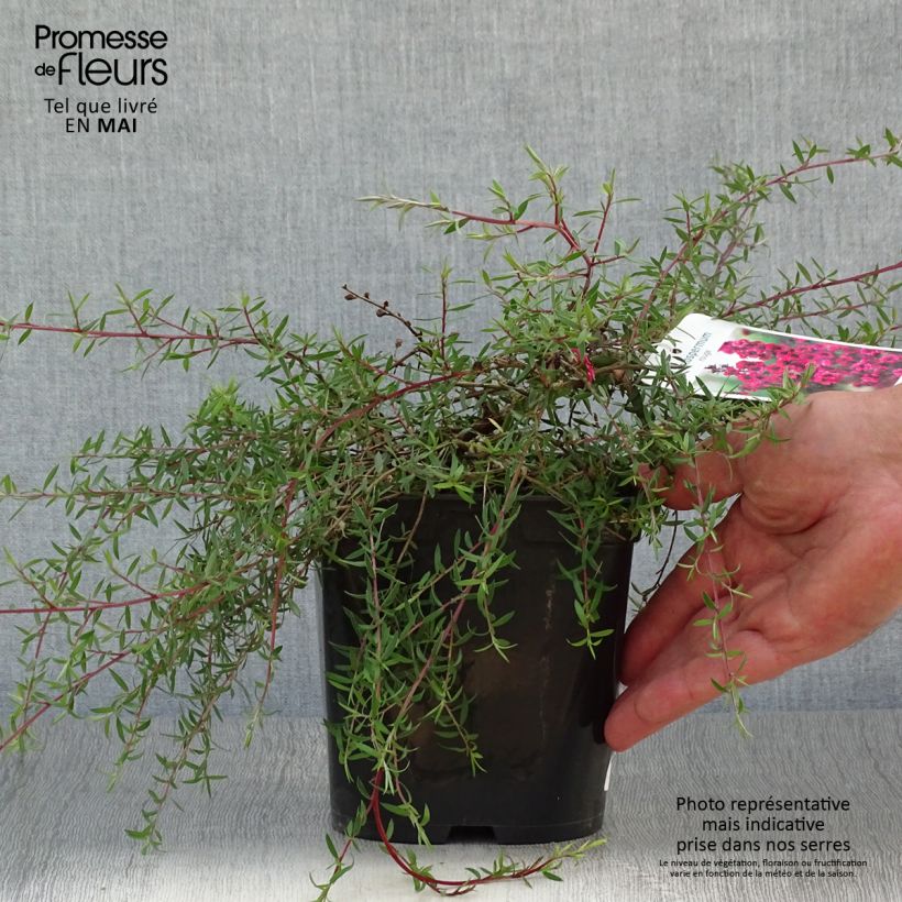 Exemplaar van Leptospermum scoparium Red Falls - Manuka Pot van 2 l/3 l zoals geleverd in de lente