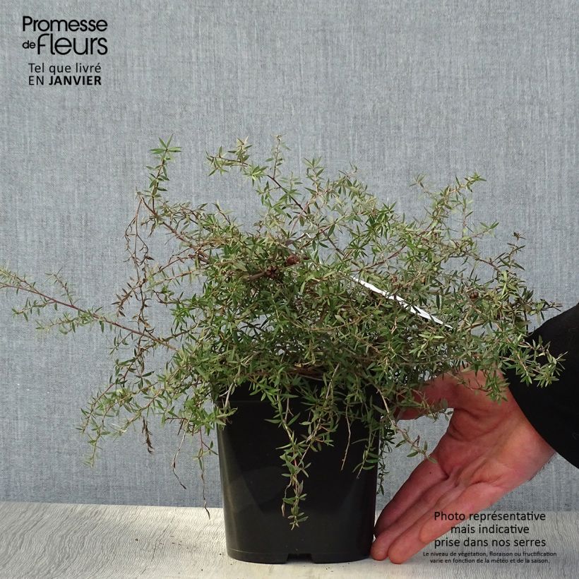 Example of Leptospermum scoparium Red Falls - Arbre à thé de Nouvelle-Zélande Pot van 2 l/3 l as you get in hiver
