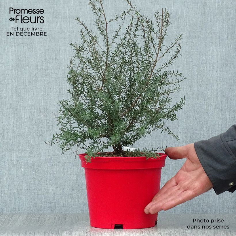 Example of Leptospermum scoparium Red Damask - Manuka Pot van 3 l/4 l as you get in hiver