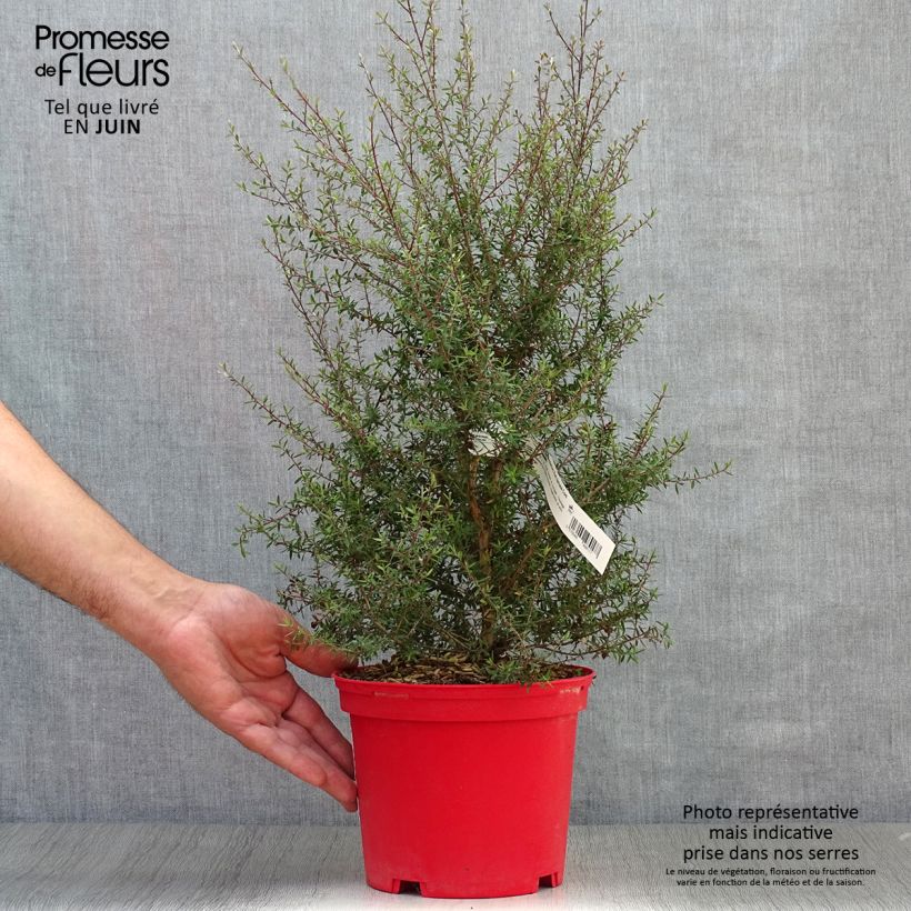 Exemplaar van Leptospermum scoparium Red Damask - Manuka Pot van 3 l/4 l zoals geleverd in de zomer