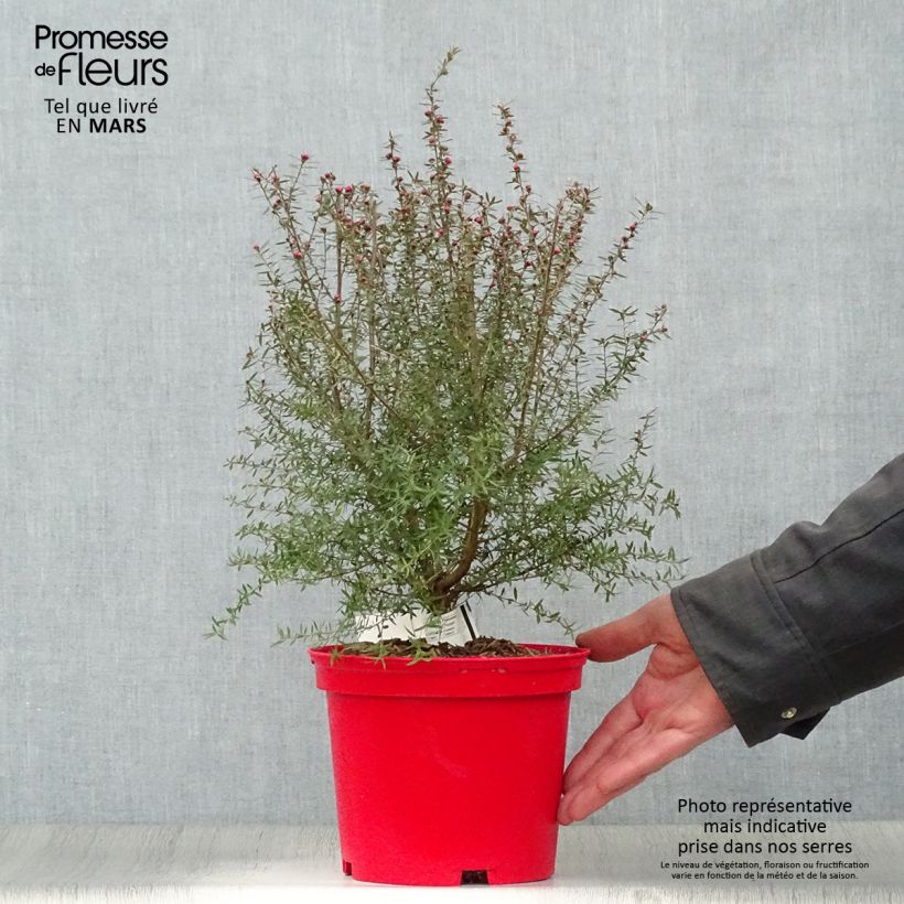 Exemplaar van Leptospermum scoparium Red Damask - Manuka Pot van 3 l/4 l zoals geleverd in de lente