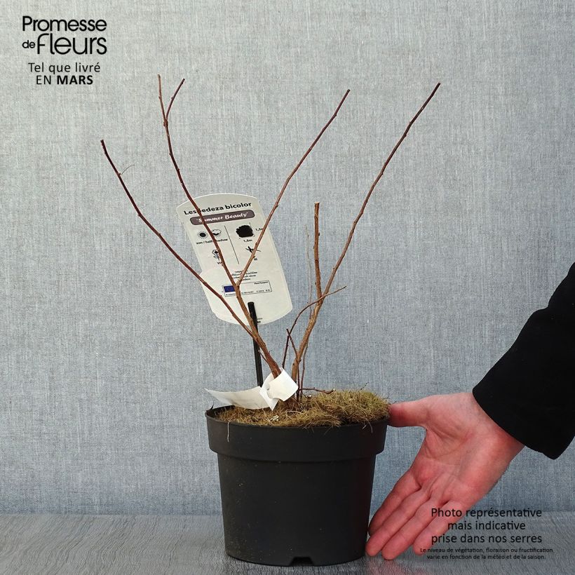 Example of Lespedeza bicolor Summer Beauty - Trèfle en arbre  Pot van 3 l/4 l as you get in hiver