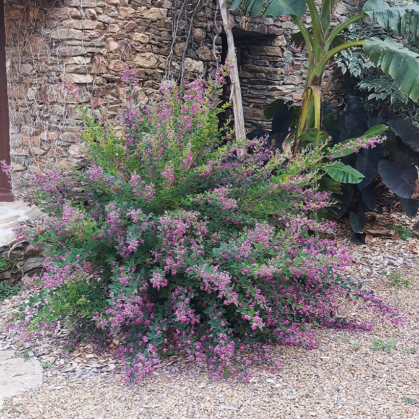 Lespedeza liukiuensis Little Volcano - Struikklaver (Groeiplaats)
