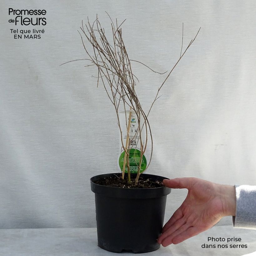 Exemplaar van Lespedeza thunbergii - Struikklaver Pot van 2 l/3 l zoals geleverd in de lente