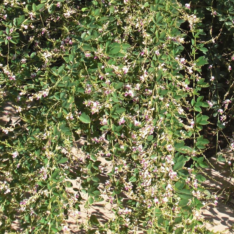 Lespedeza thunbergii Edo-Shibori - Struikklaver (Foliage)