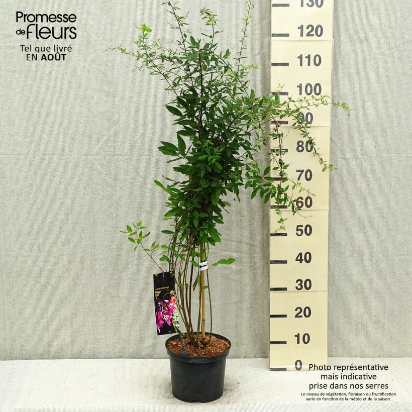 Exemplaar van Lespedeza thunbergii Gibraltar - Struikklaver Pot van 1,5 l/2 l zoals geleverd in de zomer