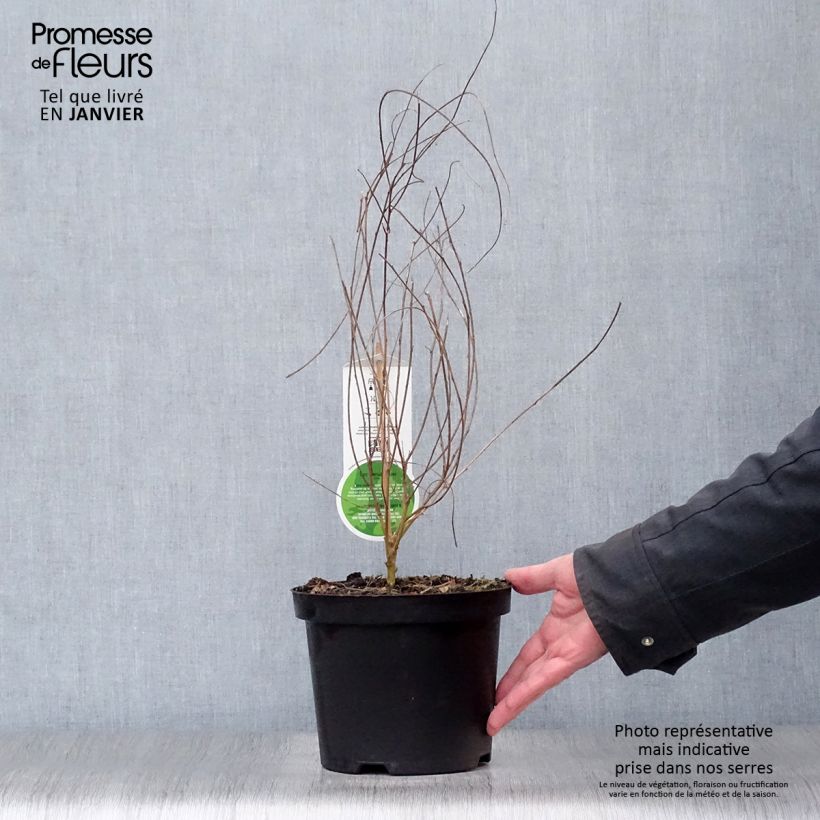 Example of Lespedeza thunbergii - Struikklaver Pot van 2 l/3 l as you get in hiver