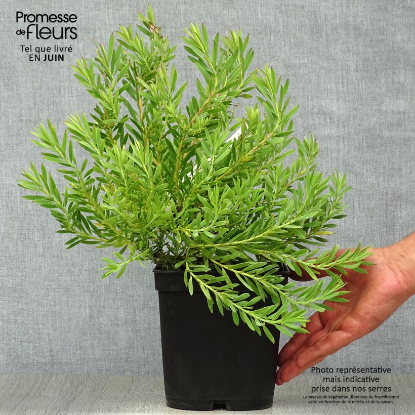 Exemplaar van Leucadendron Cheeky - Kaaps groen Pot van 3 l/4 l zoals geleverd in de zomer