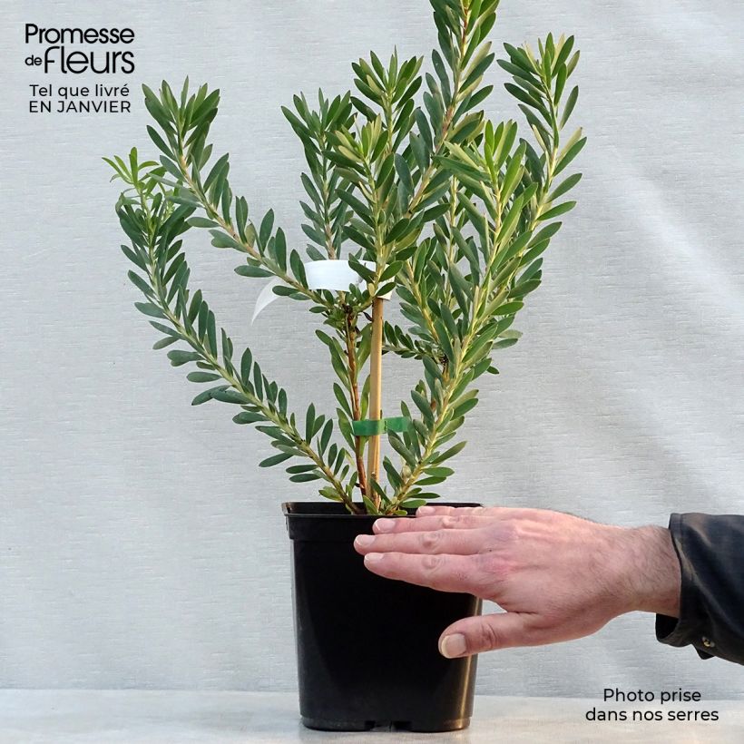 Example of Leucadendron Devil's Blush - Kaaps groen Pot van 3 l/4 l as you get in hiver