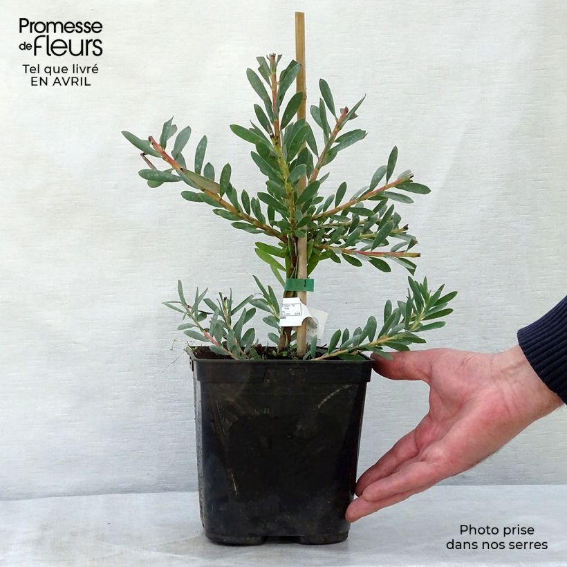 Exemplaar van Leucadendron Devil's Blush - Kaaps groen Pot van 3 l/4 l zoals geleverd in de lente