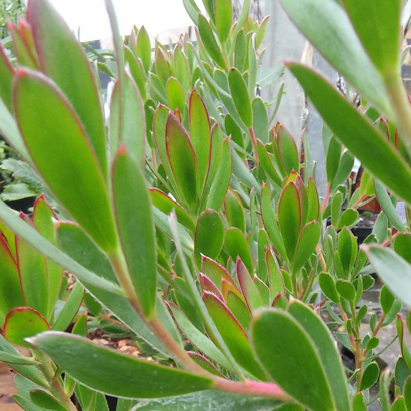 Leucadendron Fireglow - Kaaps groen (Foliage)