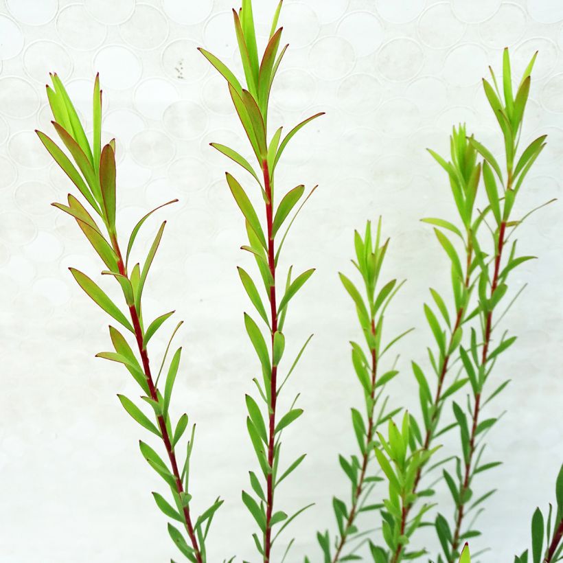 Leucadendron Jack Harre - Kaaps groen (Foliage)