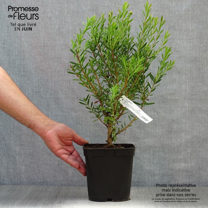 Exemplaar van Leucadendron Jack Harre - Kaaps groen Pot van 3 l/4 l zoals geleverd in de zomer