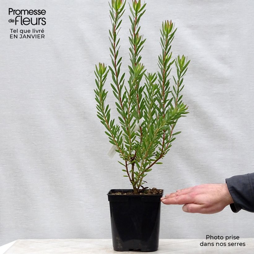Example of Leucadendron  Jack Harre Pot van 3 l/4 l as you get in hiver
