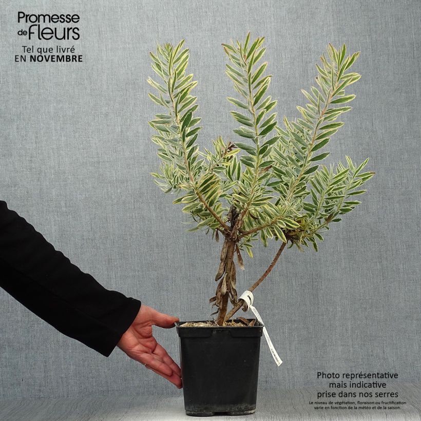 Exemplaar van Leucadendron Jester Pot van 3 l/4 l zoals geleverd in de herfst