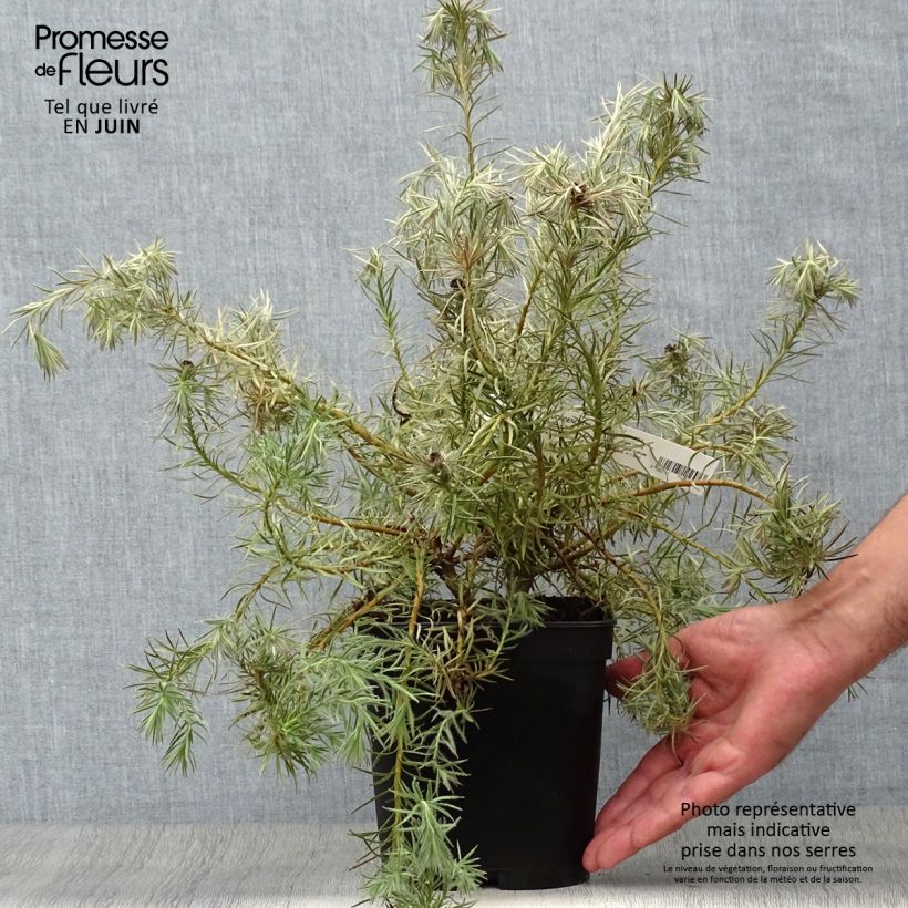 Exemplaar van Leucadendron Jubilee Crown - Kaaps groen Pot van 3 l/4 l zoals geleverd in de zomer