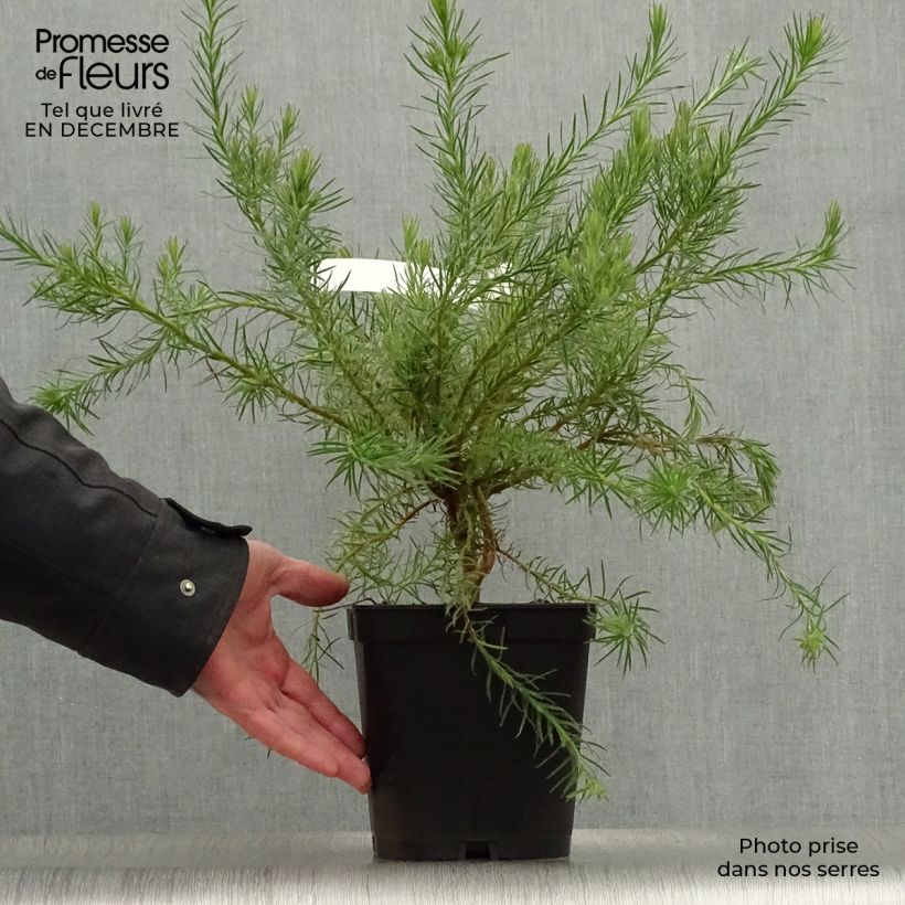 Example of Leucadendron Jubilee Crown  Pot van 3 l/4 l as you get in hiver