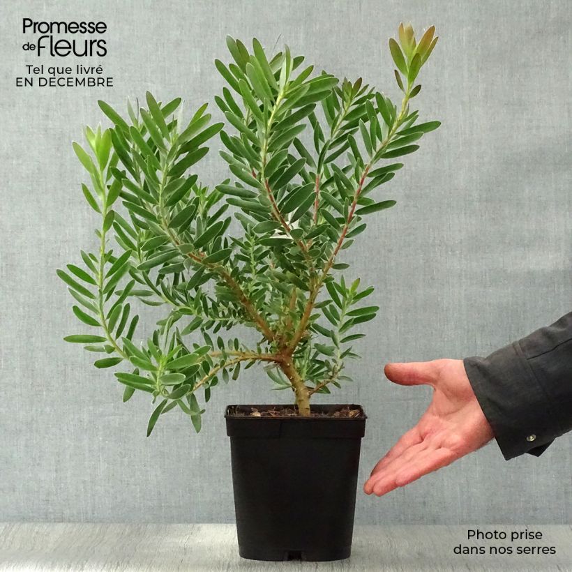 Example of Leucadendron Safari Sunset Pot van 3 l/4 l as you get in hiver