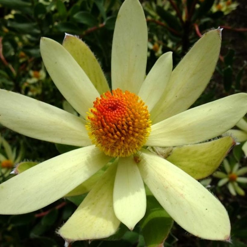 Leucadendron Summer Sun - Kaaps groen (Flowering)