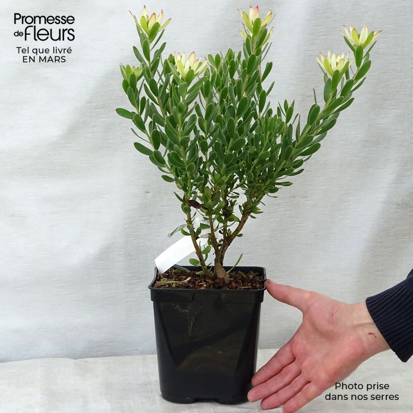 Exemplaar van Leucadendron Sundance - Kaaps groen Pot van 3 l/4 l zoals geleverd in de lente