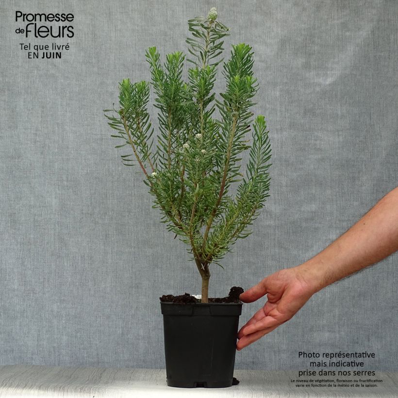 Exemplaar van Leucadendron galpinii Purple Haze - Kaaps groen Pot van 3 l/4 l zoals geleverd in de zomer