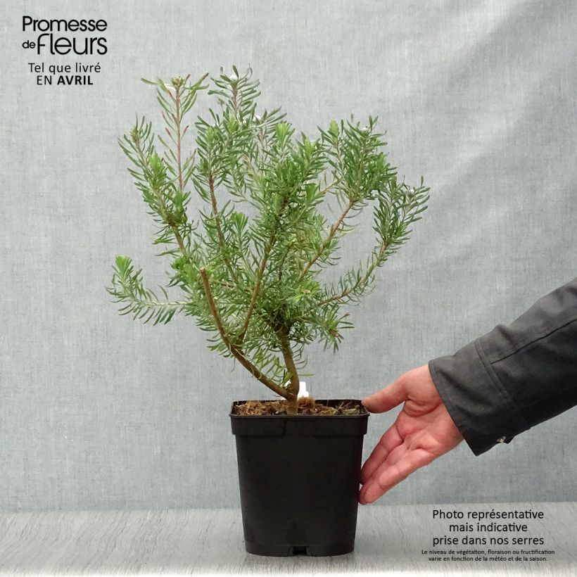 Exemplaar van Leucadendron galpinii Purple Haze - Kaaps groen Pot van 3 l/4 l zoals geleverd in de lente