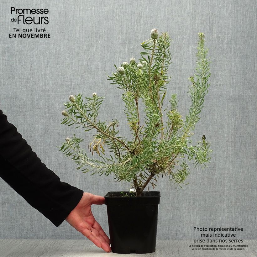Exemplaar van Leucadendron galpinii Purple Haze - Kaaps groen Pot van 3 l/4 l zoals geleverd in de herfst