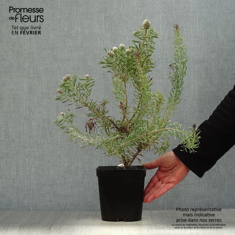 Example of Leucadendron galpinii Purple Haze Pot van 3 l/4 l as you get in hiver
